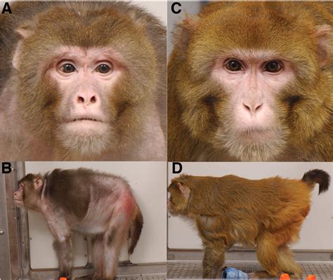Caloric Restriction Delays Disease Onset And Mortality In Rhesus