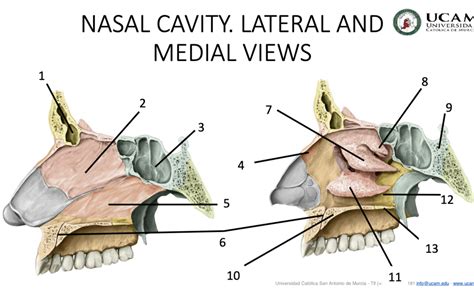 Oral Anatomy Prac 2 Nasal Cavity Lateral And Medial Views Diagram