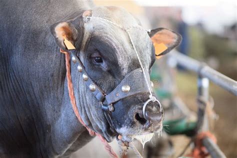 A Piedmontese Bull Close Up Stock Photo Image Of Piedmont