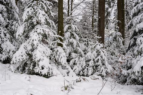Beautiful Snowy Winter Landscape On The Black Forest Germany Stock