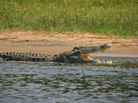 Nile Crocodile Latest Invasive Threat In Florida Everglades