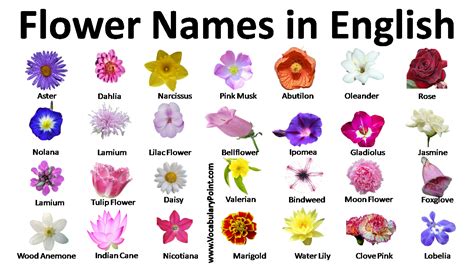 Flower Names In English With Pictures