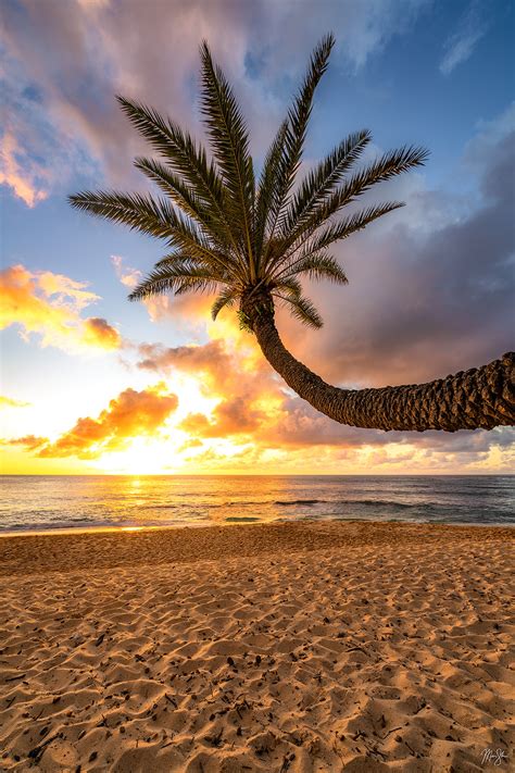 Palm Tree Sunset Vertical North Shore Oahu Hawaii Mickey Shannon