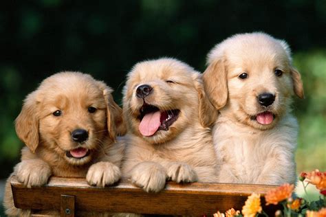 Puppies Wallpapers High Quality Download Free