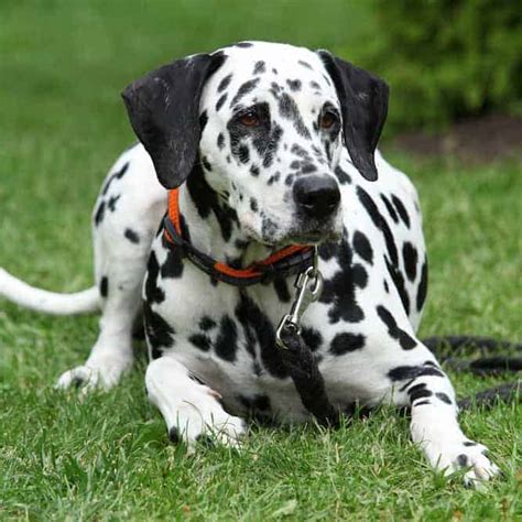 Top 13 How Much Does A Dalmatian Dog Cost Lastest Updates 102022