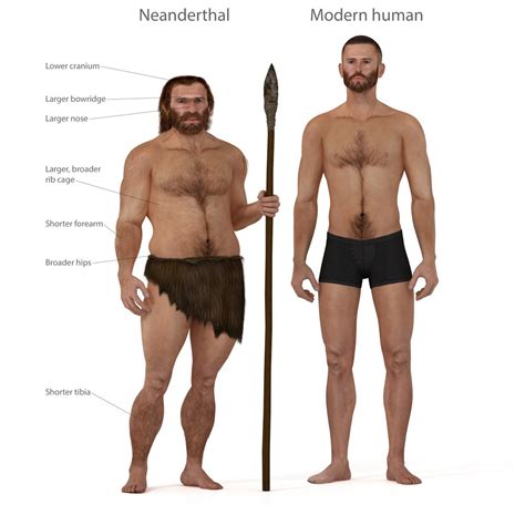 neanderthal vs homo erectus