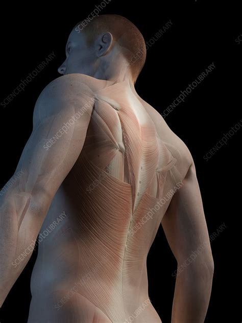 3d model available on turbo squid, the world's leading provider of digital 3d models for visualization, films, television, and games. Human back muscles, illustration - Stock Image - F011/2885 - Science Photo Library