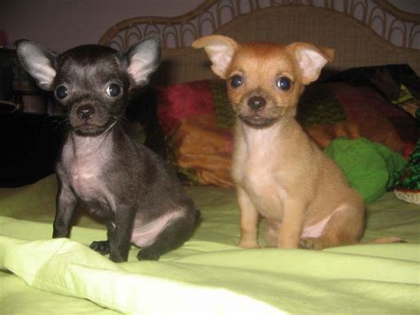 Chihuahua dallas, texas, united states. Puppies Pictures for Pet: Chihuahua Puppy Pictures