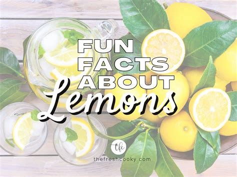 Fun Facts About Lemons How To Store Lemons The Fresh Cooky