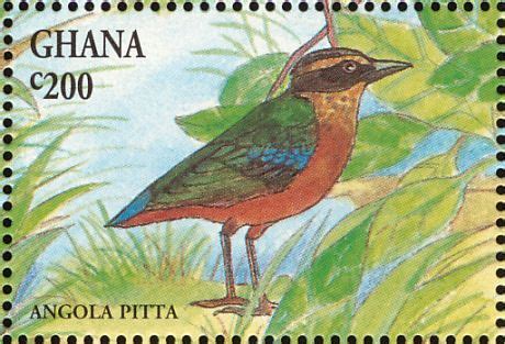 African Pitta Stamps Mainly Images Gallery Format Stamp Pitta