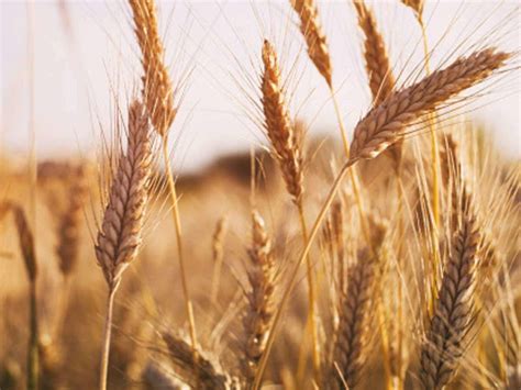 Landmark Study To Improve Global Wheat Production India Education