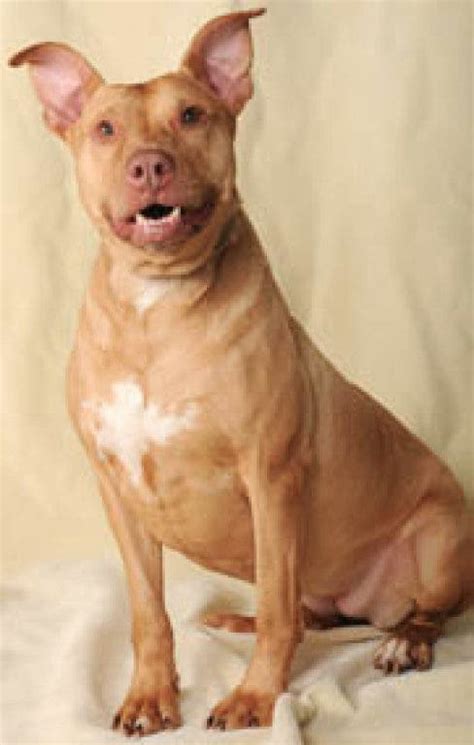Adopt Phoebe A Pharaoh Hound American Staffordshire Terrier Mix