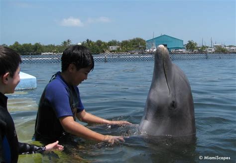 Our Dolphin Encounter At The Dolphin Research Center