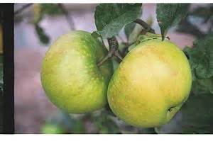 Crawley Beauty - Cooking Apple Tree £17.00 - Cooking ...