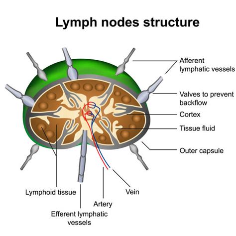 Lymph Node Cross Section Stock Photos Pictures And Royalty Free Images