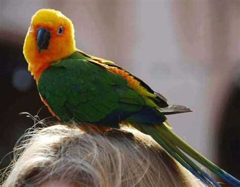 How Long Do Parakeets Live 5 Clear Ways To Prolong Parakeet Lifespan