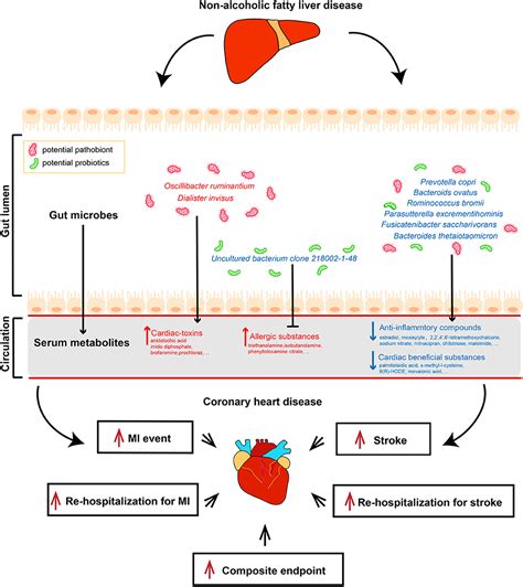 Frontiers Alterations Of Gut Microbiome And Serum Metabolome In