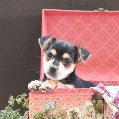 Find chihuahua puppies and breeders in your area and helpful chihuahua information. Chihuahua Mix Puppies For Sale Chi Mix Puppies Puppy Scams ...