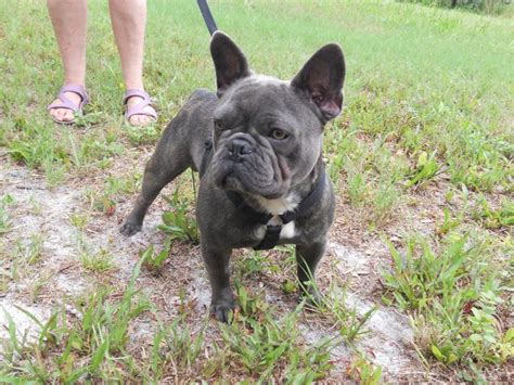 Stargate french bulldogs has french bulldogs of pet and show quality. French Bulldog Puppies For Sale In Orlando | Top Dog ...