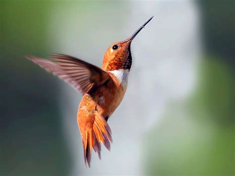 Hummingbirds In Colorado 10 Species Pictured Daily Birder