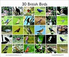 30 British Birds - Photographic – 3112 | Teaching Resources ...