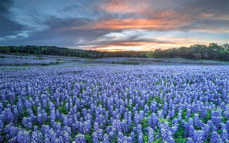 Texas Bluebonnets Fields Wallpaper