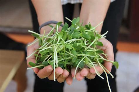Growing Sunflower Microgreens An Illustrated Guide The Green