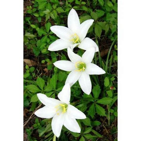 Lily Flower Plant In Pune लिली फूल का पौधा पुणे Latest Price