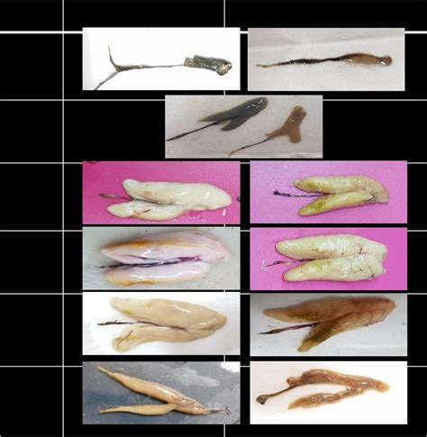 Different Maturity Stages In Male And Female Gonads Of S Rivulatus