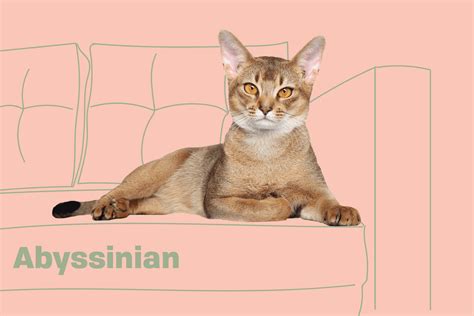 Abyssinian Cat Mix