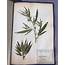 Interesting School Herbarium Made By The Company  Fleaglass