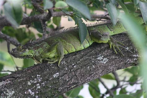 Floridas Solution To Its Invasive Iguana Problem Smash Their Skulls