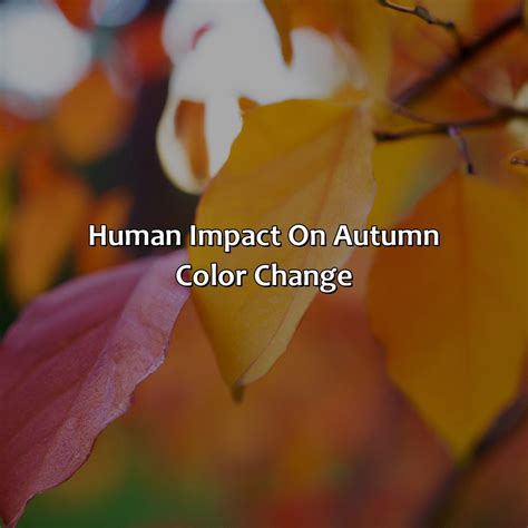 What Causes Leaves To Change Color In The Autumn