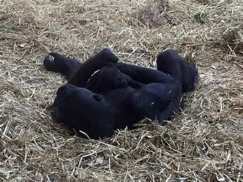 First Gorilla Birth In Eight Years At Calgary Zoo Zoo Calgary Gorilla