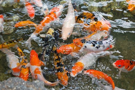 Make sure you have the time and resources to maintain the fish and their habitat for. Koi Pond Wallpaper (56+ images)