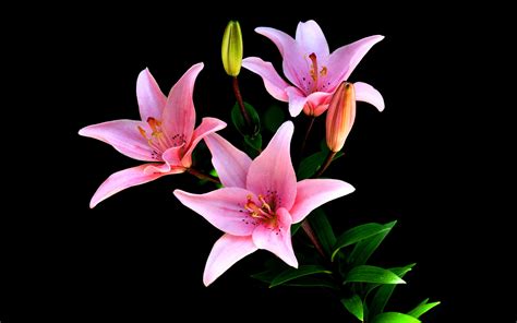 Wallpaper Pink Lilies Flowers Black Background 2880x1800 Hd Picture