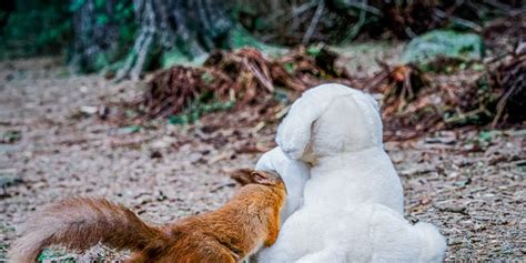 Amusing Pictures Show Squirrel Stockpiling Nuts Panic Buying Toilet Paper Fox News