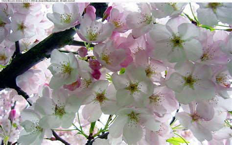 Cherry Blossoms No Two Are Alike And Are Most Beautiful When They Fall