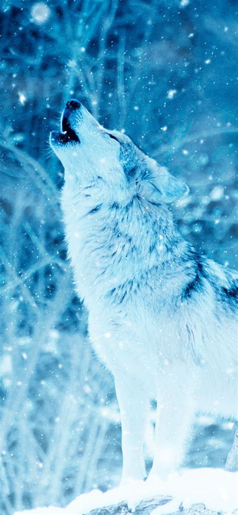 Wolf Wallpaper For Iphone 11 Pro Max X 8 7 6 Free Download On