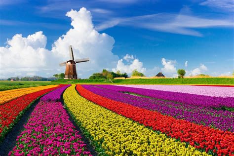 46 Holland Netherlands Tulip Fields Landscape Photos Nature