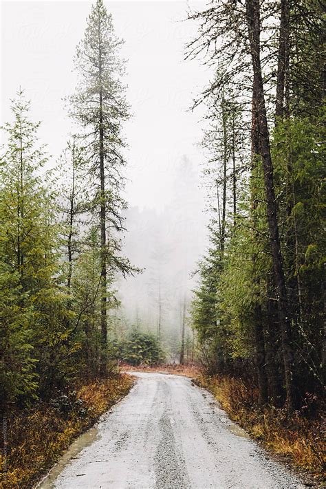 Scraggly Pine Trees Beside A Wet Muddy Road By Stocksy Contributor Justin Mullet Stocksy