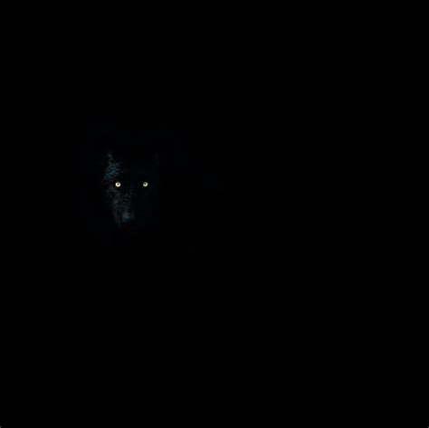Wallpaper Wolf Eyes Darkness Dark Animal Hd Widescreen High