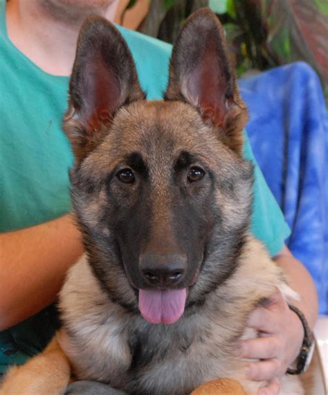 German shepherd dog with blue eyes. Lobo, a jubilant German Shepherd puppy for adoption.