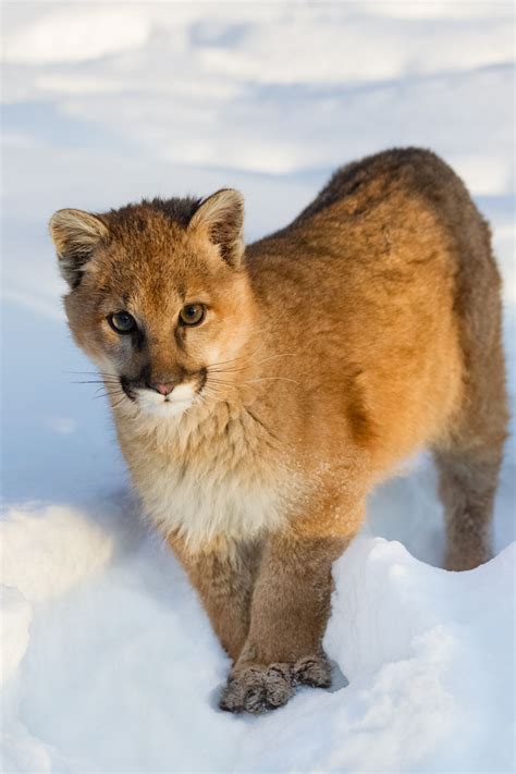 Interesting Facts About Cougars Mountain Lions Animal Sake