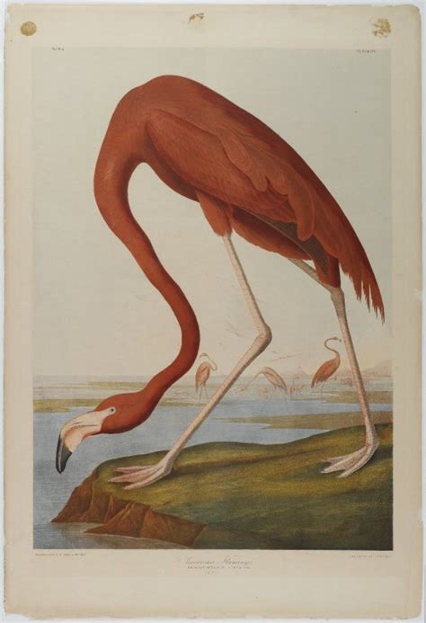 art of the day john james audubon louisiana heron