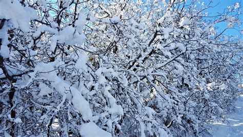 Free Images Landscape Tree Nature Forest Outdoor Branch Snow