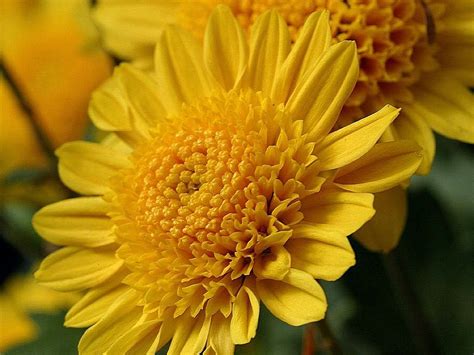 If you see your chrysanthemum leaves turning yellow, you'll have to figure out what is going wrong. Free picture: yellow, mums, flowers