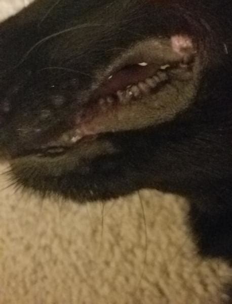 My Dog Has A Bump On Her Lip Dog Forum