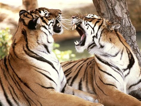 The Royal Bengal Tiger The Endangered Species ~ Myclipta
