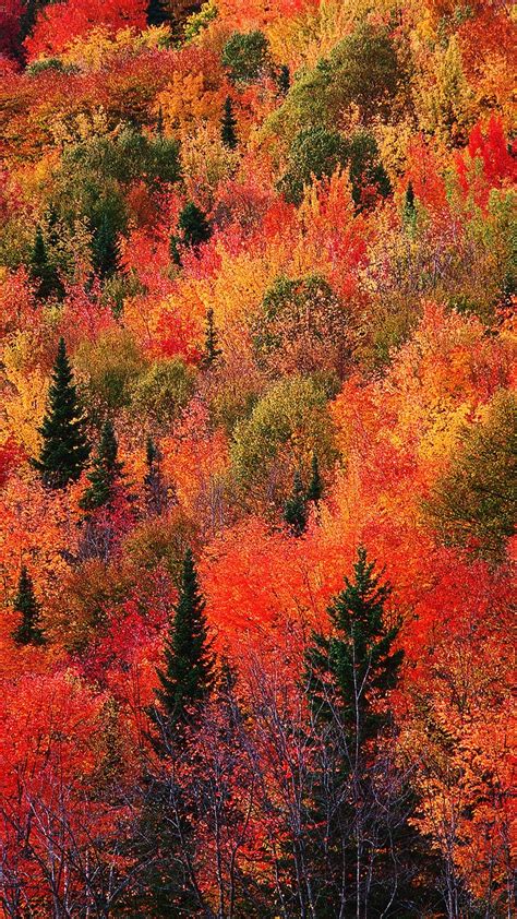Autumn Forest Wallpaper - KoLPaPer - Awesome Free HD Wallpapers